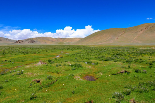西藏风光 高原湿地 蓝天白云