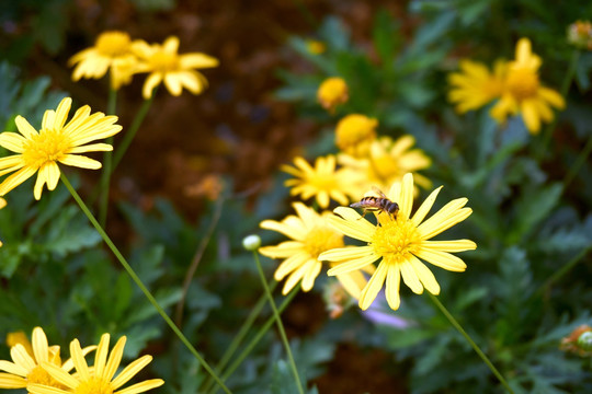 黄色菊花与蜜蜂
