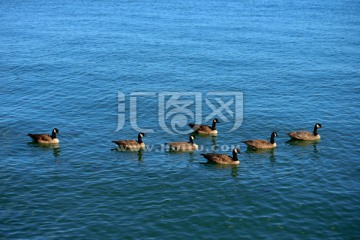 水中游泳的一群鸭子