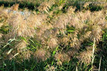 芦苇 湿地