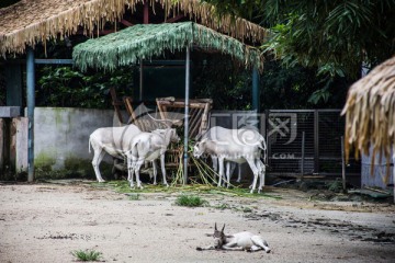 非洲 生物 羚羊