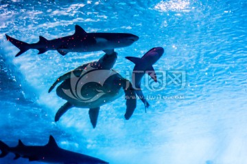 海底鲨鱼海龟