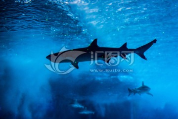 海底鲨鱼