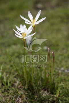 葱兰 小白花