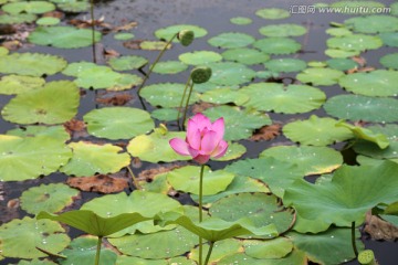 池塘荷花 睡莲