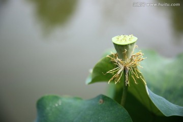 莲蓬