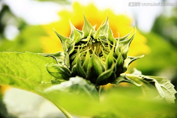 向日葵