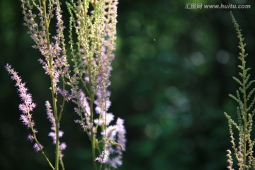 小野花