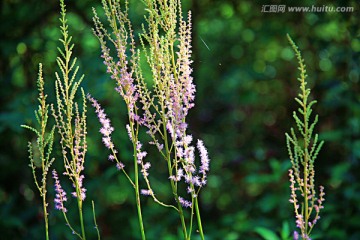 小野花