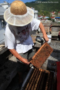 农林牧渔 蜂产品 养蜂人