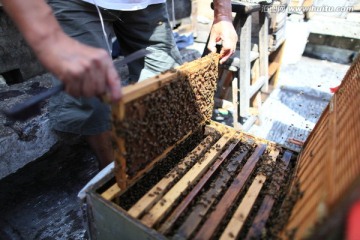 农林牧渔 蜂产品 养蜂人