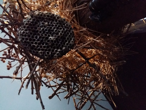 马蜂窝 蜂巢