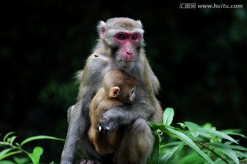 猴子母女