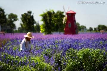 薰衣草庄园 园丁