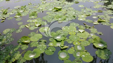 雨后荷叶上的水珠