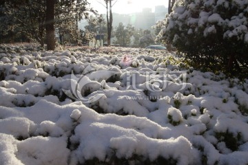 植物枝叶上的积雪