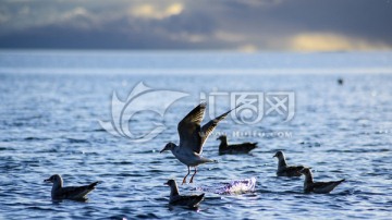 纳木措海鸥
