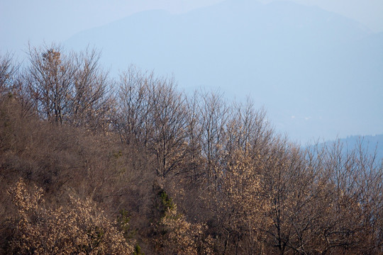 高山