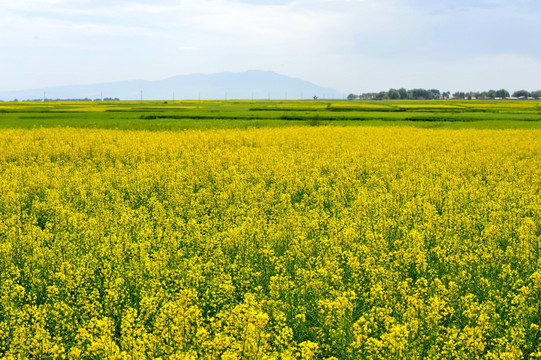 油菜花