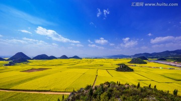 罗平油菜花