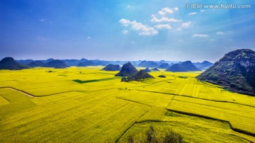 罗平油菜花