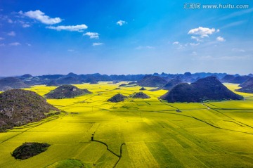 罗平油菜花
