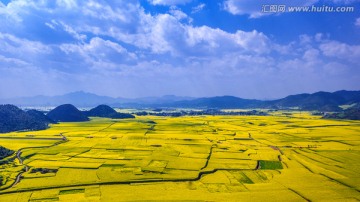 罗平油菜花田