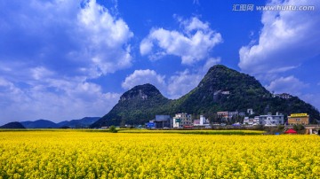 罗平油菜花