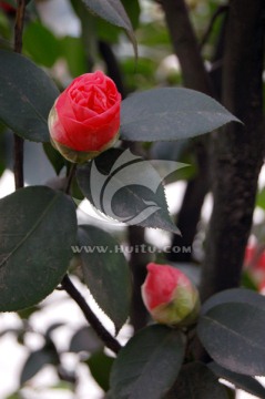 山茶花
