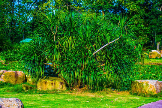 竹节树
