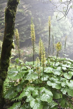 野生植物