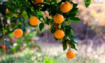 柑橘 甜橙（高清）