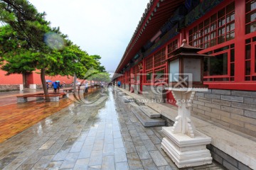 北京故宫红墙松树石板路