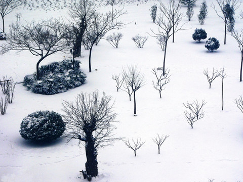 雪中小景