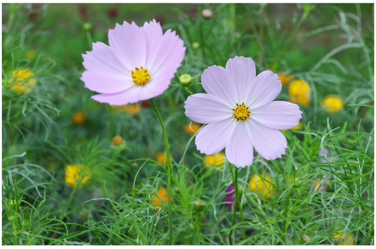 格桑花