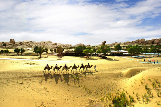 罗布泊沙漠骆驼