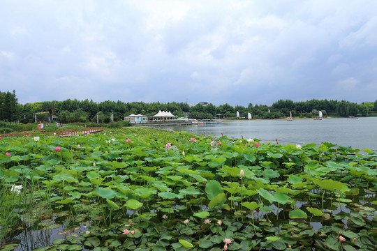 湿地公园