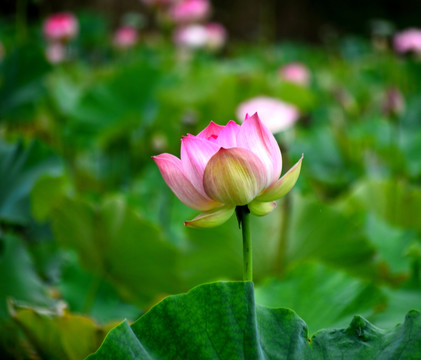 荷花