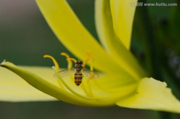 蜜蜂黄花菜