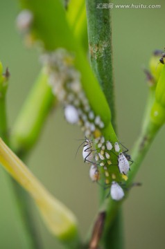 黄花菜蚜虫