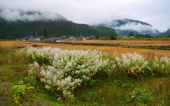 西藏田园风光