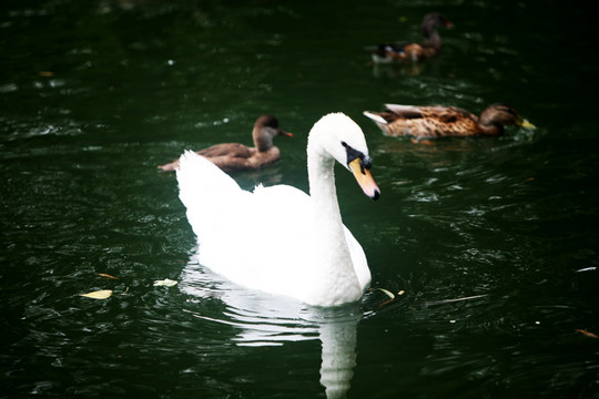 白天鹅 戏水 北京动物园
