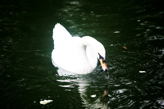 白天鹅 戏水 北京动物园