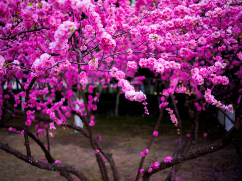 妖娆的桃花