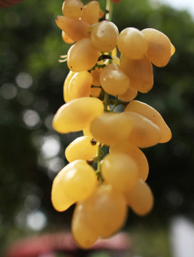 葡萄栽培 葡萄