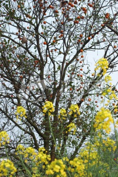 菜花与柑橘