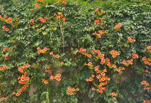 凌霄花