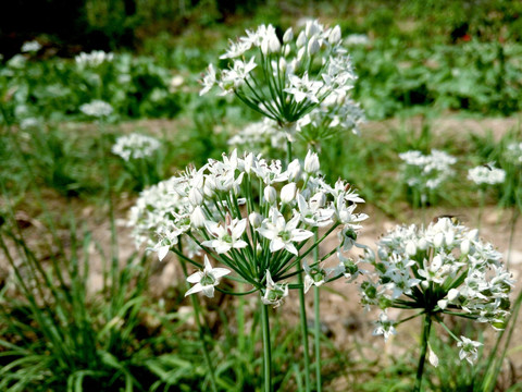 韭菜花 韭菜 白色花