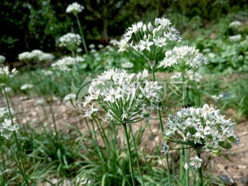 韭菜花 韭菜 白色花