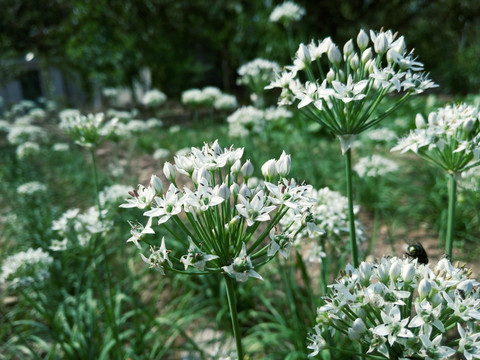 韭菜花 韭菜 白色花